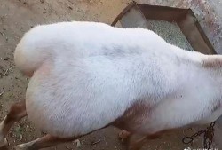 外网爆料三只羊视频,揭秘背后惊人真相