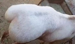 外网爆料三只羊视频,揭秘背后惊人真相