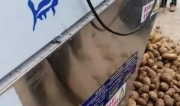 网友爆料土豆生芽视频下载,揭秘发芽土豆的神奇功效