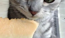 娱乐圈吃瓜猫是谁,揭秘娱乐圈幕后真相的神秘人物