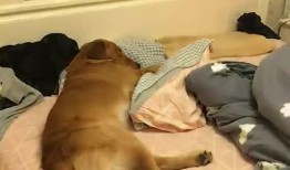 枕头老哥最新爆料,揭秘娱乐圈最新热点事件