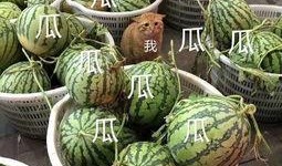 娱乐吃瓜图片高清壁纸,捕捉娱乐圈热点瞬间壁纸