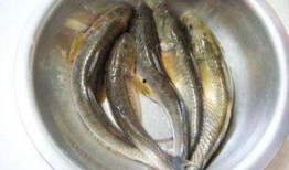 海鲶鱼被爆料视频播放