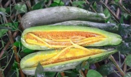 网红爆料吃瓜平台