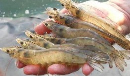 养殖对虾爆料方法视频,视频教程深度解析