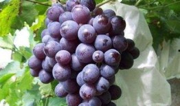 网红吃瓜葡萄图片高清,高清美图揭秘甜蜜诱惑