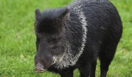 巴中野猪爆料事件始末视频,真相与争议的交织