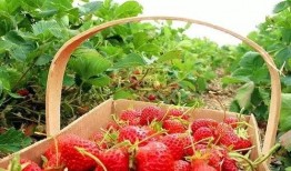 深圳小仙女爆料草莓视频,草莓视频背后的秘密