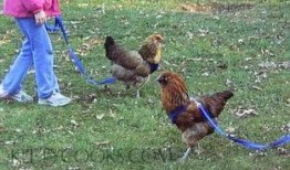 吃鸡瓜的网红是哪里人啊,他来自哪里？