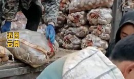 网友爆料土豆生芽视频下载,揭秘发芽土豆的神奇功效