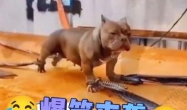 今日有啥好笑的爆料,盘点那些让人捧腹大笑的奇闻轶事