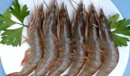 养殖对虾爆料方法视频,视频教程深度解析