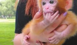 网友爆料惊现猴子视频,猴子视频引发热议，神秘事件背后真相揭晓