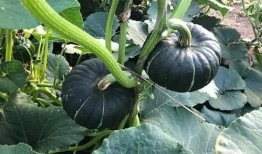 网红爆料吃瓜平台