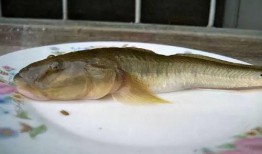 海鲶鱼被爆料视频播放