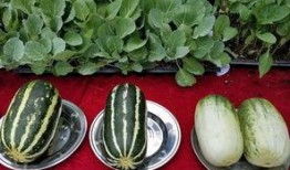 娱乐吃瓜图片高清壁纸,捕捉娱乐圈热点瞬间壁纸