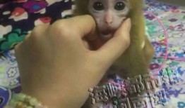 网友爆料惊现猴子视频,猴子视频引发热议，神秘事件背后真相揭晓