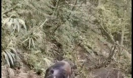 巴中野猪爆料事件始末视频,真相与争议的交织