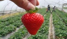 深圳小仙女爆料草莓视频,草莓视频背后的秘密