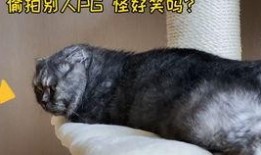 娱乐圈吃瓜猫是谁,揭秘娱乐圈幕后真相的神秘人物