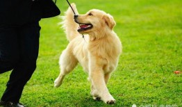 娱乐吃瓜酱金毛,吃瓜酱带你领略娱乐圈的欢乐瞬间