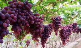 网红吃瓜葡萄图片高清,高清美图揭秘甜蜜诱惑