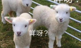 灰小羊爆料视角视频大全,视频大全背后的精彩瞬间