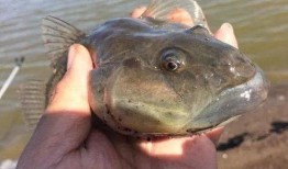 海鲶鱼被爆料视频播放