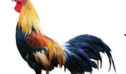 公鸡原神爆料视频大全下载,揭秘公鸡角色爆料视频全收录，精彩瞬间一网打尽